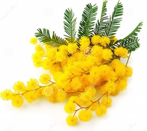 twig-mimosa-flowers-29330412